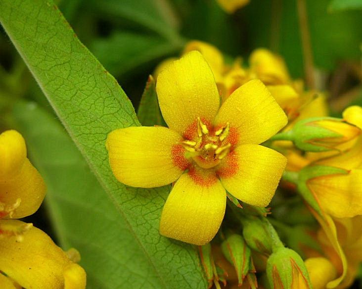 Lysimachia vulgaris / Mazza d''oro comune